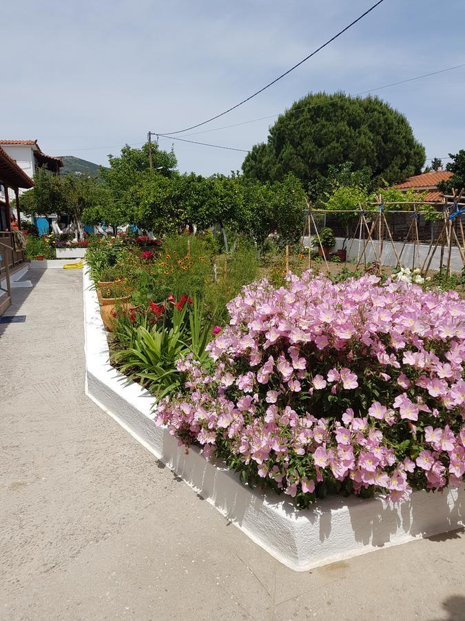 Asimina'S House Aparthotel Σκιάθος Πόλη Εξωτερικό φωτογραφία